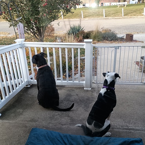 Guard Dogs