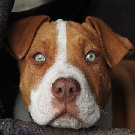 pitbull image