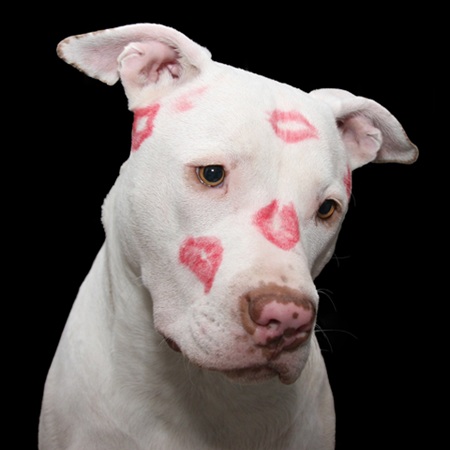 pit bull image