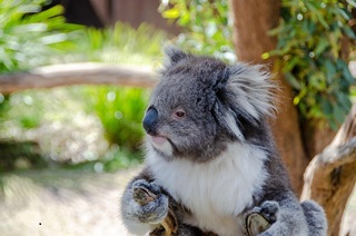 Koala pic