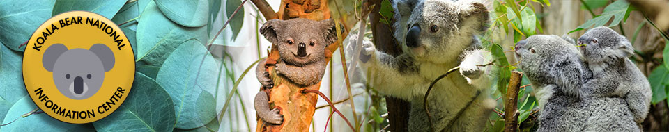 koala banner image